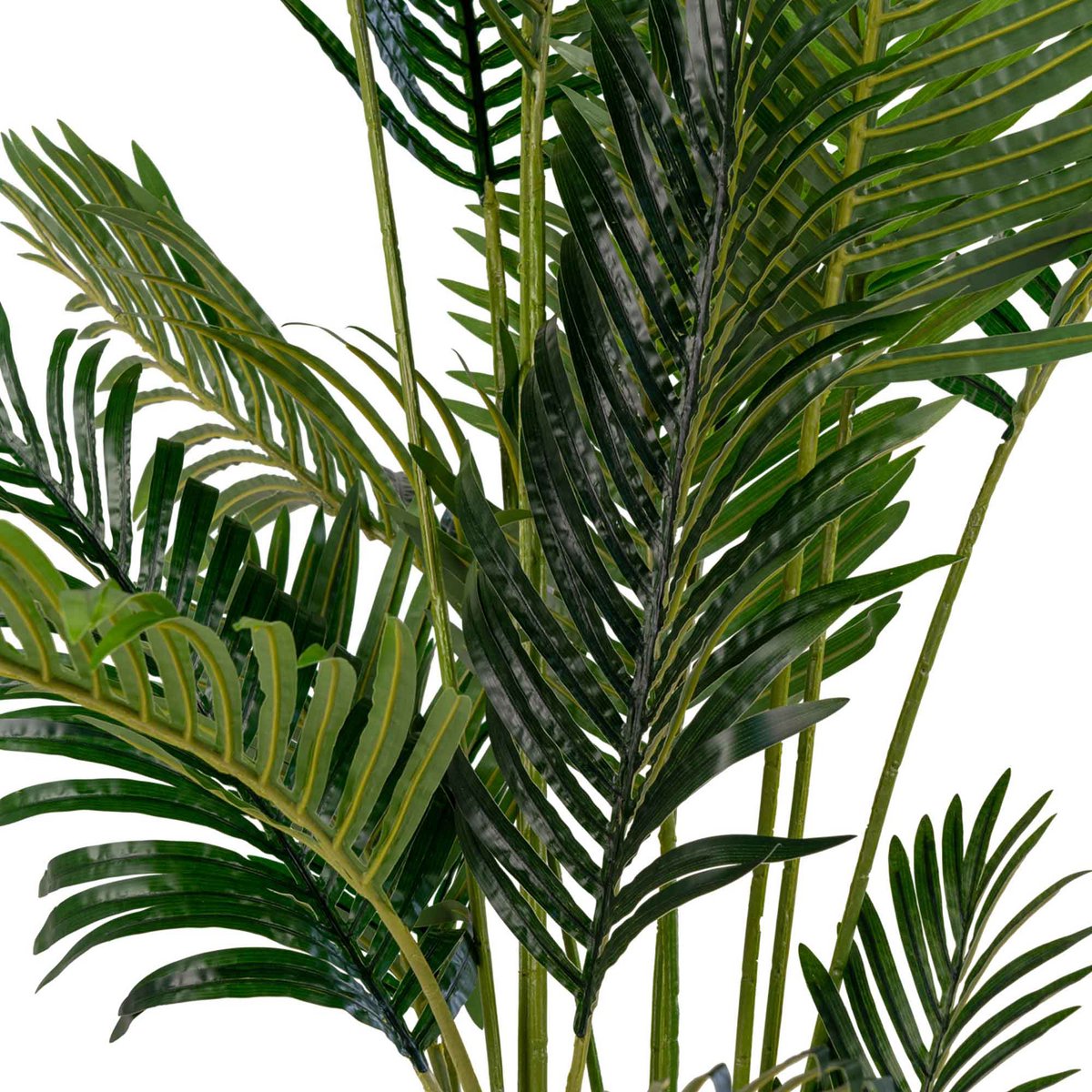 Areca Palme