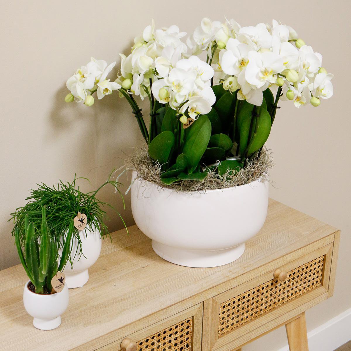 Kolibri-Orchideen | weißes Orchideen-Set in Scandic-Schale inkl. Wasserreservoir | drei weiße Orchideen Gent 12cm | Mono Bouquet weiß mit autarkem Wasserreservoir