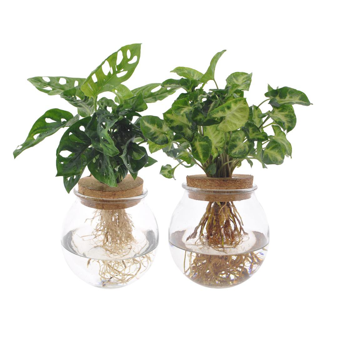 Bolglas Duo Monstera Adansonii/Syngonium Green