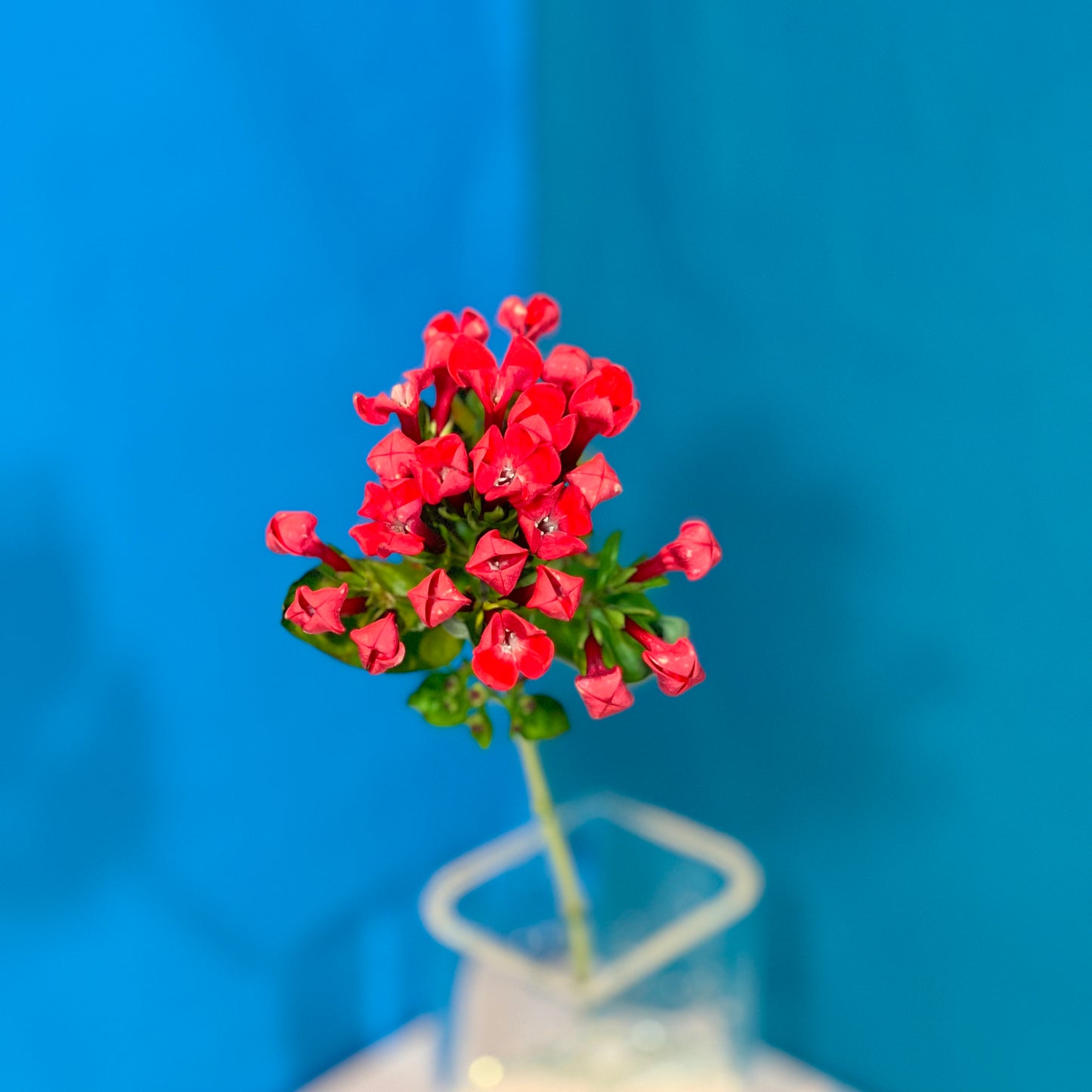 Kalmia latifolia rot - Classic Floral