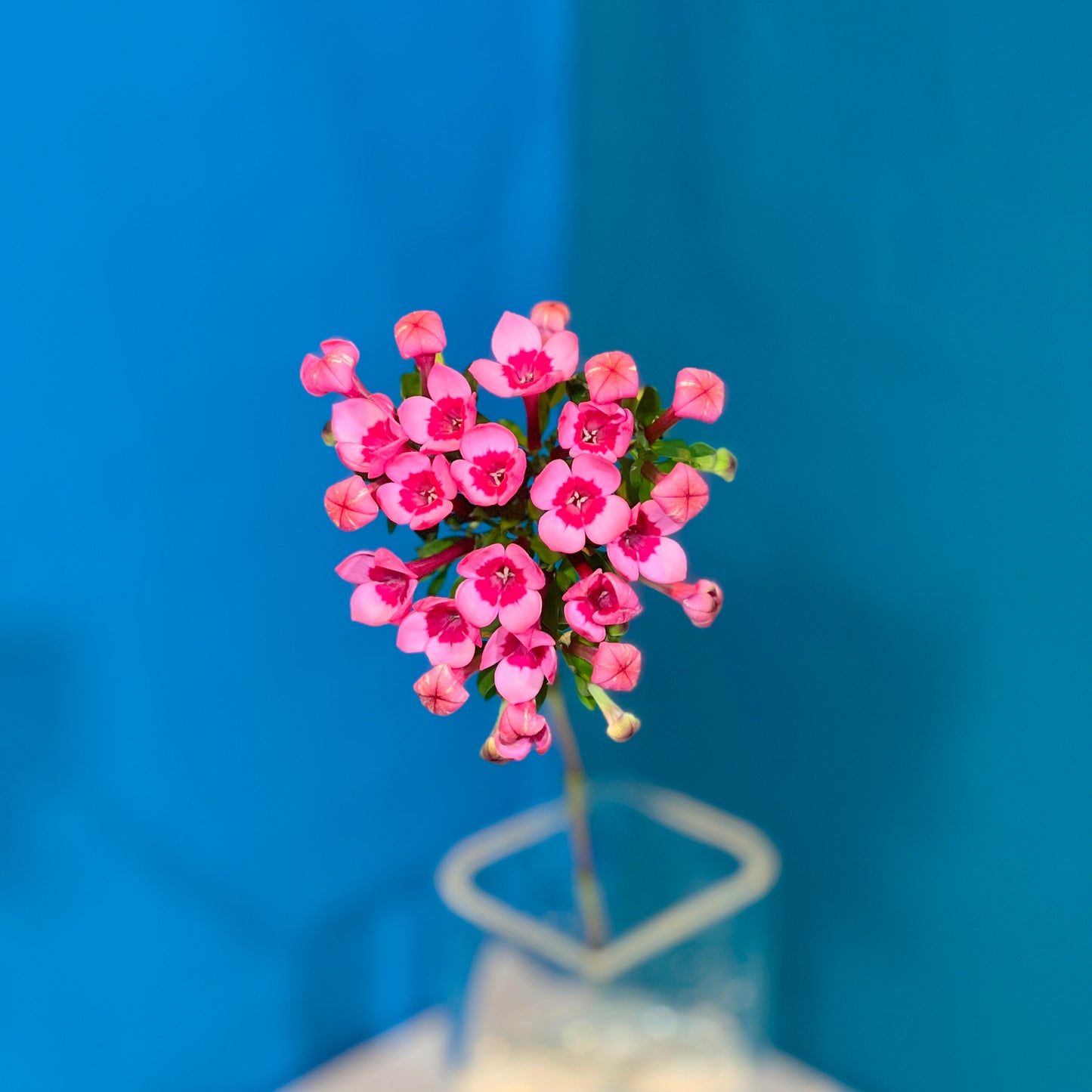 Kalmie latifolia rosa - Classic Floral