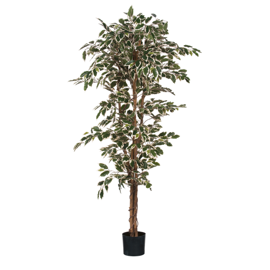 Künstliche Ficus-Pflanze – H180 x Ø90 cm – grün bunt