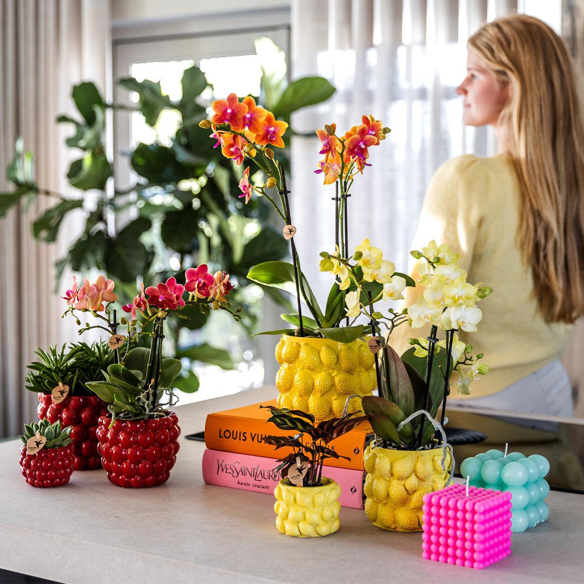 Kolibri-Orchideen | gelbe Phalaenopsis-Orchidee - Mexiko + Citrus sierpot gelb - Topfgröße Ø9cm | blühende Zimmerpflanze – frisch vom Züchter