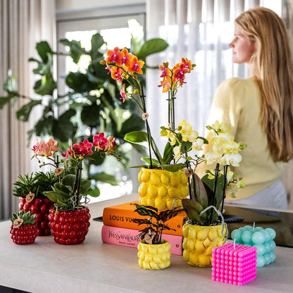 Kolibri-Orchideen | gelbe Phalaenopsis-Orchidee - Mexiko + Citrus sierpot gelb - Topfgröße Ø9cm | blühende Zimmerpflanze – frisch vom Züchter