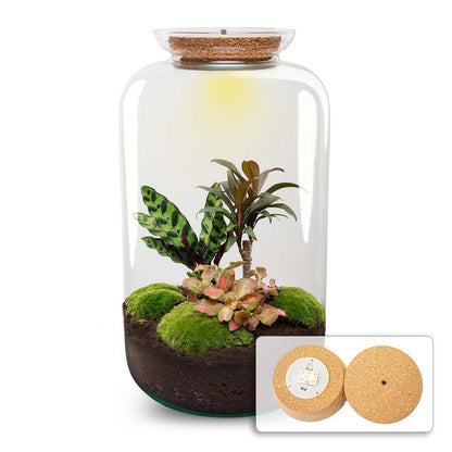 Terrarium-Bausatz – Sven Palm – Flaschengarten – ↑ 43 cm