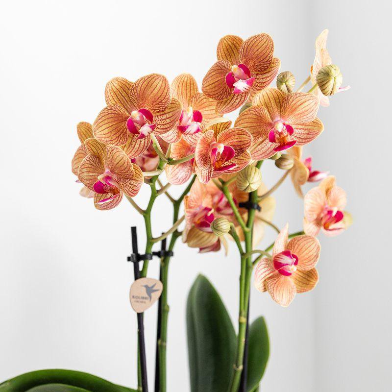 Kolibri-Orchideen | weiße Phalaenopsis-Orchidee – Jamaika + üppiger Topf – Topfgröße Ø9 cm – 40 cm hoch | Blühende Zimmerpflanze im Blumentopf – frisch vom Züchter