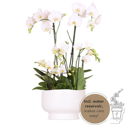 Kolibri-Orchideen | weißes Pflanzenset in Scandic-Schale inkl. Wasserreservoir | drei weiße Orchideen und drei grüne Pflanzen | Feldstrauß weiß mit autarkem Wasserreservoir.