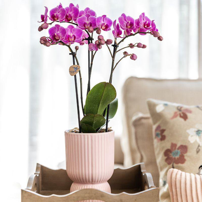 Kolibri-Orchideen | Pflanzenset Floral Blush rosa klein| Grüne Pflanzen mit Phalaenopsis-Orchidee in dekorativen Blumentöpfen in Blush-Rosa und weißem Tablett