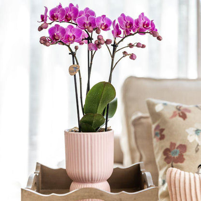 Kolibri-Orchideen | Pflanzenset Floral Blush rosa klein| Grüne Pflanzen mit Phalaenopsis-Orchidee in dekorativen Blumentöpfen in Blush-Rosa und weißem Tablett