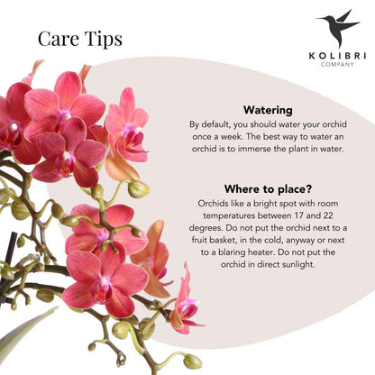 Kolibri-Orchideen | Rote Phalaenopsis-Orchidee – Kongo + Gummy Pot Travertin – Topfgröße Ø9 cm – 40 cm hoch | blühende Zimmerpflanze im Topf – frisch vom Züchter