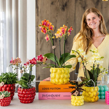 Kolibri-Orchideen | gelbe Phalaenopsis-Orchidee - Mexiko + Citrus sierpot gelb - Topfgröße Ø9cm | blühende Zimmerpflanze – frisch vom Züchter