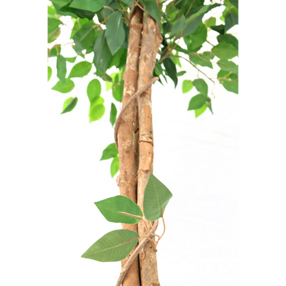 Künstlicher Ficus 150cm