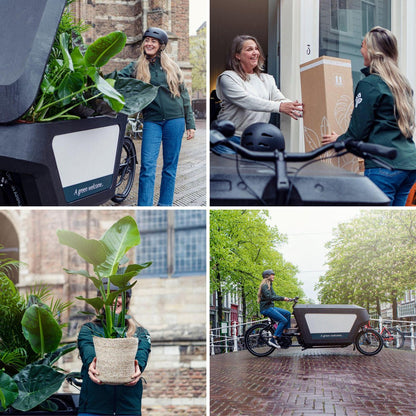 Howea Forsteriana - Kentia-Palme - Ø19cm - ↕100cm