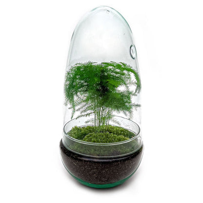 Terrarium-Bausatz – Eierbonsai – Flaschengarten – ↑ 25 cm