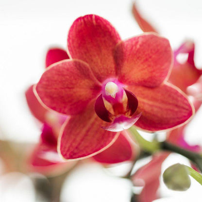 Kolibri-Orchideen | rote Phalaenopsis-Orchidee - Kongo + Diabolo-Travertin - Topfgröße Ø9cm | blühende Zimmerpflanze – frisch vom Züchter