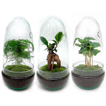 Terrarium-Bausatz – Eierbonsai – Flaschengarten – ↑ 25 cm