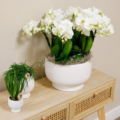 Kolibri-Orchideen | weißes Orchideen-Set in Scandic-Schale inkl. Wasserreservoir | drei weiße Orchideen Gent 12cm | Mono Bouquet weiß mit autarkem Wasserreservoir