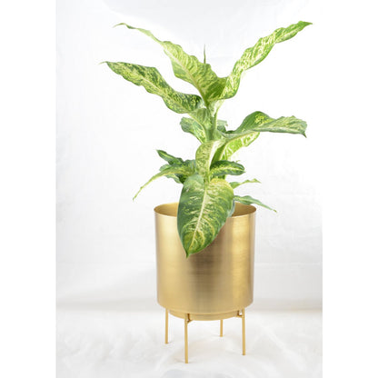 CACHE POT GOLD GROSSES MODELL 25X25X35CM