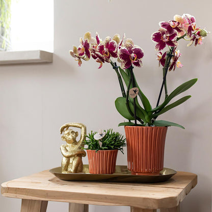 Kolibri-Orchideen | Pflanzenset Culture Cocktail Terrakotta klein | Grüne Pflanzen mit Phalaenopsis-Orchidee in dekorativen Retro-Terrakottentöpfen und goldenem Tablett