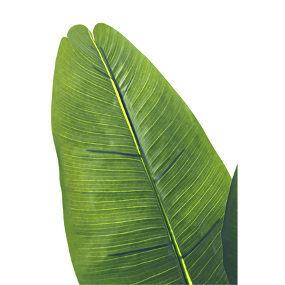 Kunst Bananenplant 150cm