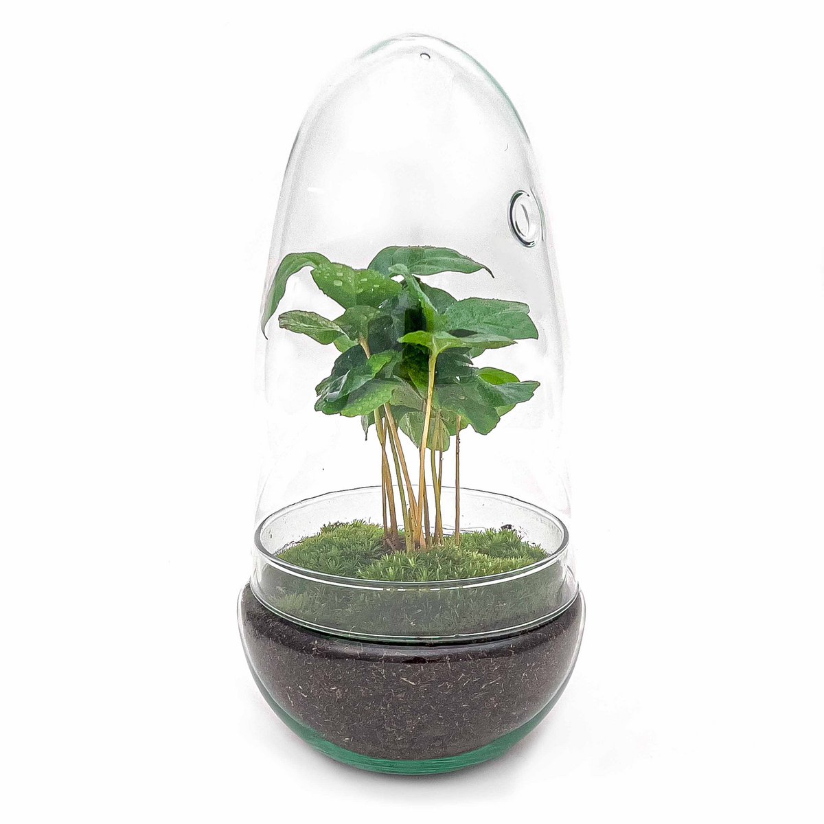 Terrarium-Bausatz – Eierbonsai – Flaschengarten – ↑ 25 cm