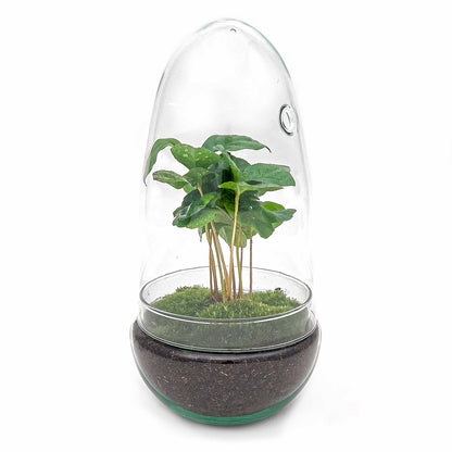 Terrarium-Bausatz – Eierbonsai – Flaschengarten – ↑ 25 cm