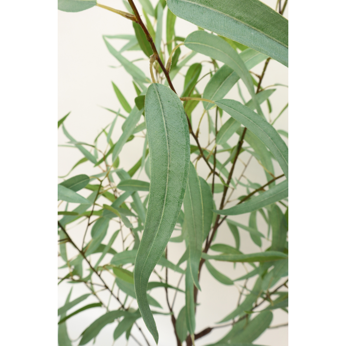 Künstliche Eukalyptuspflanze 175 cm