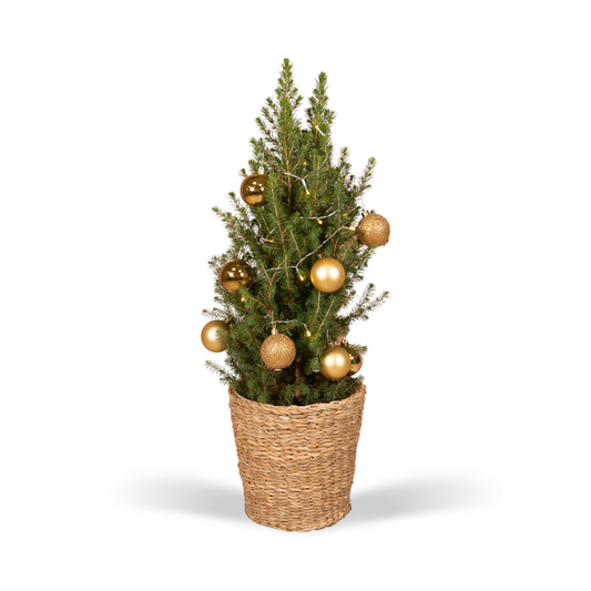Picea Glauca Conica - Weihnachtsbaum - Goldene Kugeln + Lichter + Korb - Ø21cm - ↕80 cm