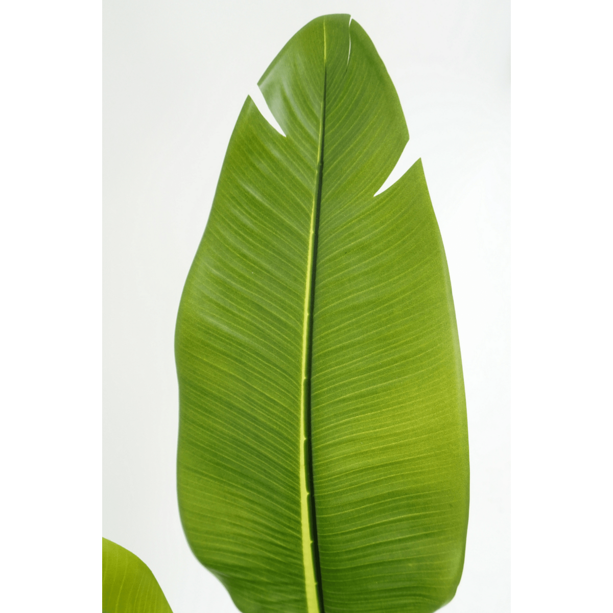 Strelitzia Kunstpflanze 160cm