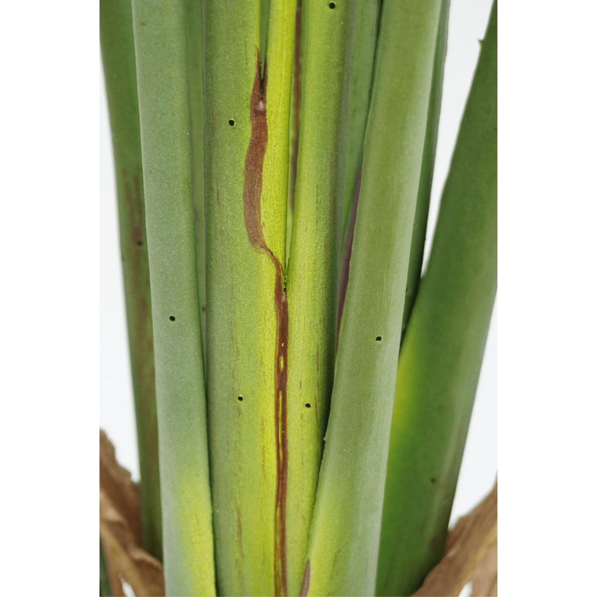 Strelitzia Kunstpflanze 180cm