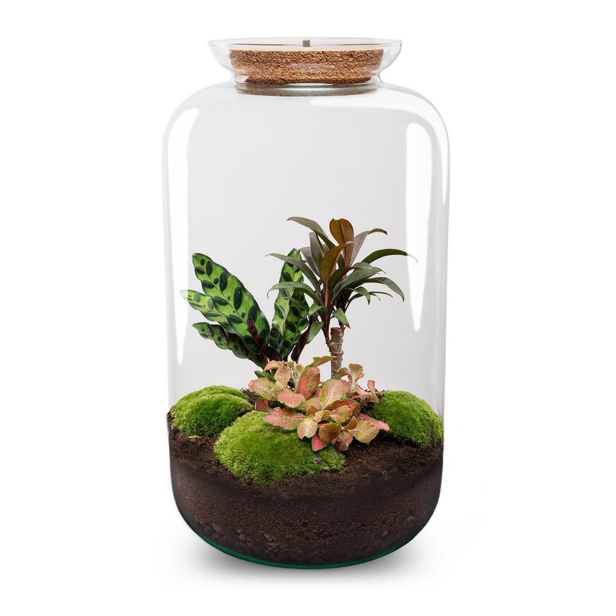 Terrarium-Bausatz – Sven Palm – Flaschengarten – ↑ 43 cm