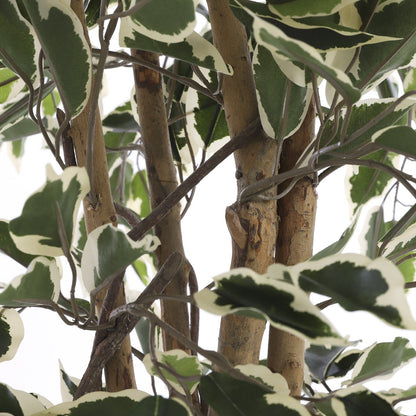 Künstliche Ficus-Pflanze – H110 x Ø70 cm – grün bunt