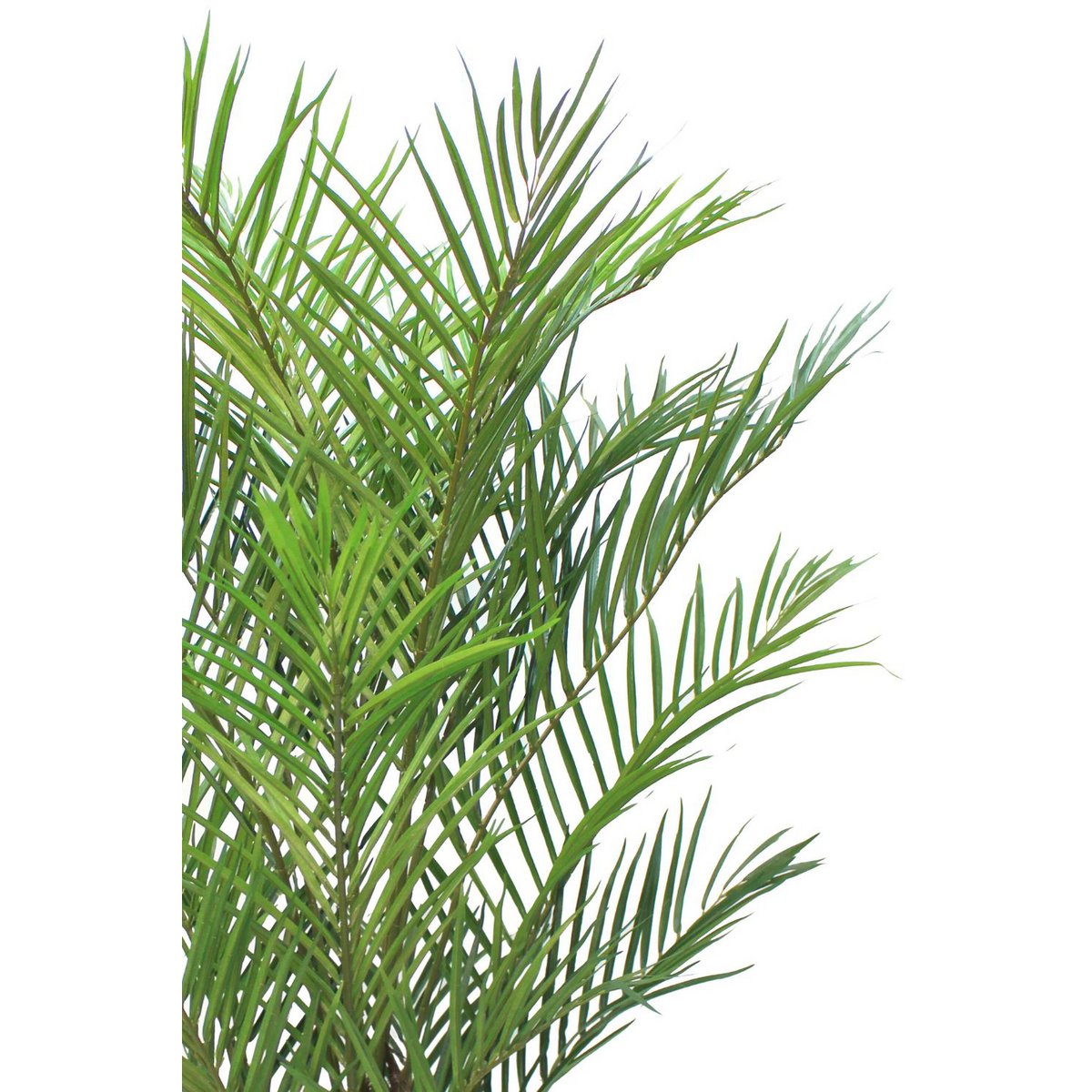Künstliche Palme 180 cm vorbestellen