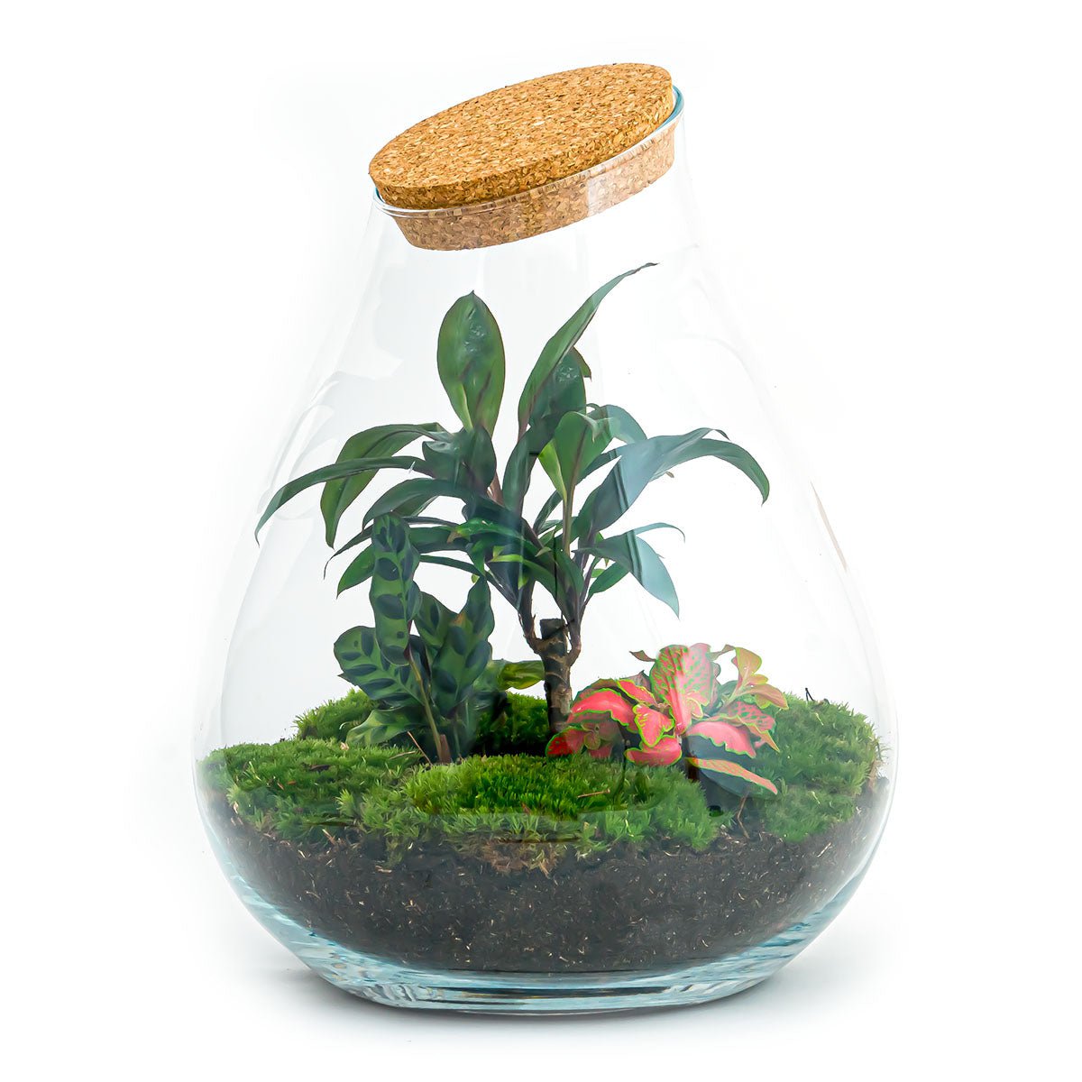 Terrarium-Bausatz – Drop XL Palme – Flaschengarten – ↑ 37 cm