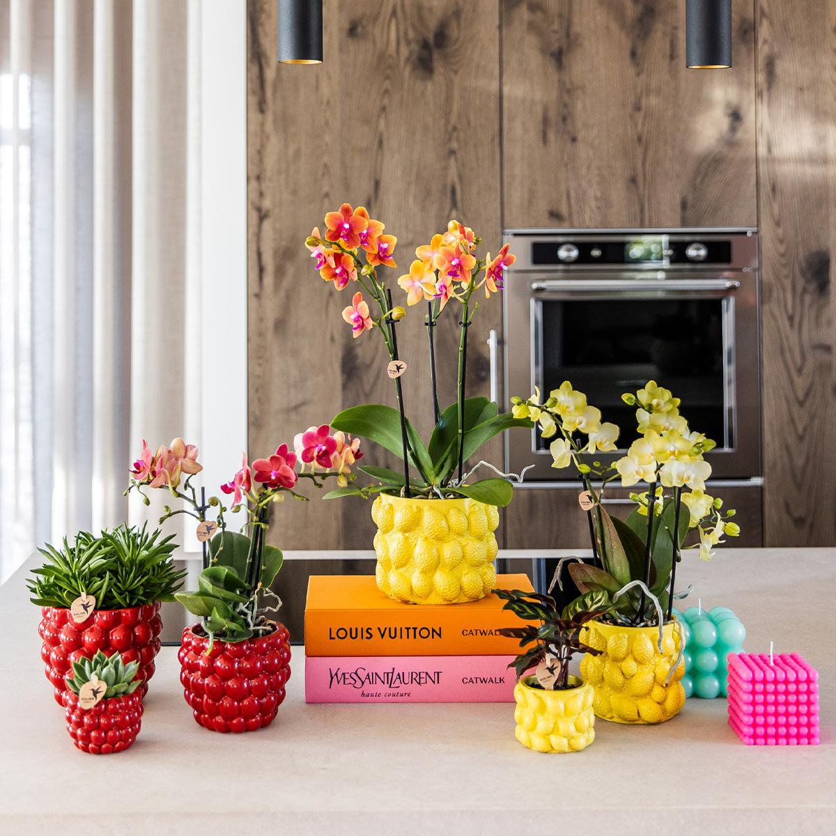 Kolibri-Orchideen | gelbe Phalaenopsis-Orchidee - Mexiko + Citrus sierpot gelb - Topfgröße Ø9cm | blühende Zimmerpflanze – frisch vom Züchter