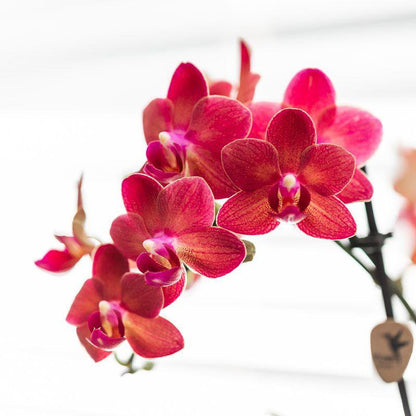 Kolibri-Orchideen | Rote Phalaenopsis-Orchidee – Kongo + Gummy Pot Travertin – Topfgröße Ø9 cm – 40 cm hoch | blühende Zimmerpflanze im Topf – frisch vom Züchter