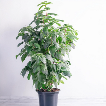 Benjamina M - Classic Floral