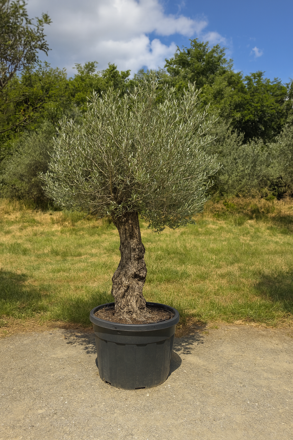 Olivenbaum action!( 250$ ) Begrenztes Angebot.