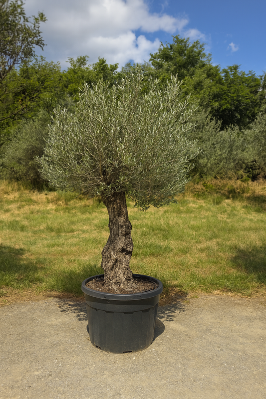 Olivenbaum action!( 250$ ) Begrenztes Angebot.