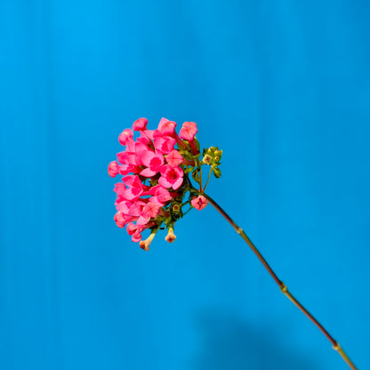 Kalmie latifolia rosa - Classic Floral