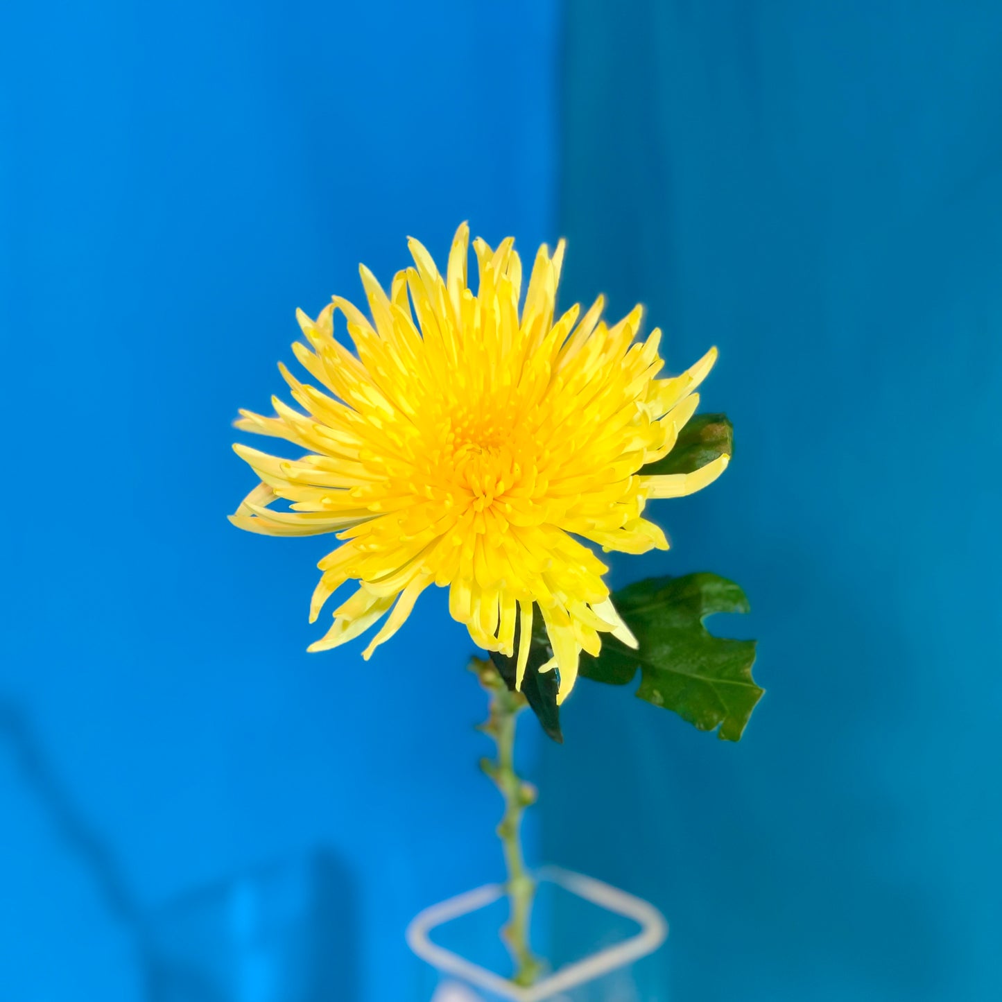 Gelbe Chrysantheme - Classic Floral