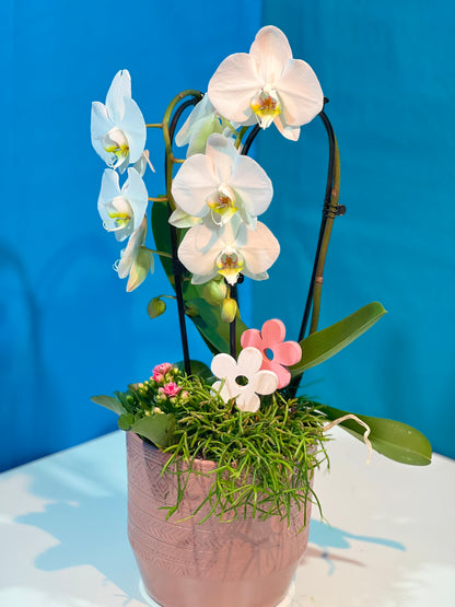 Frühlingsfreude Arrangement - Classic Floral