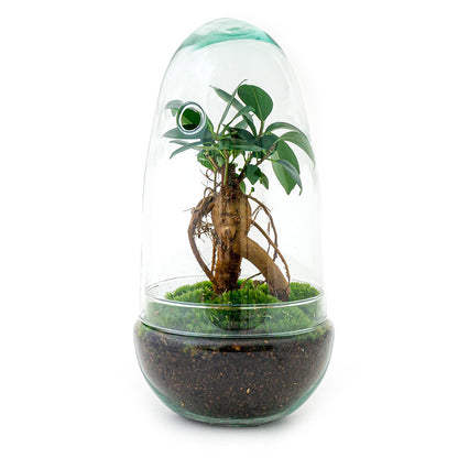 Terrarium-Bausatz – Eierbonsai – Flaschengarten – ↑ 25 cm
