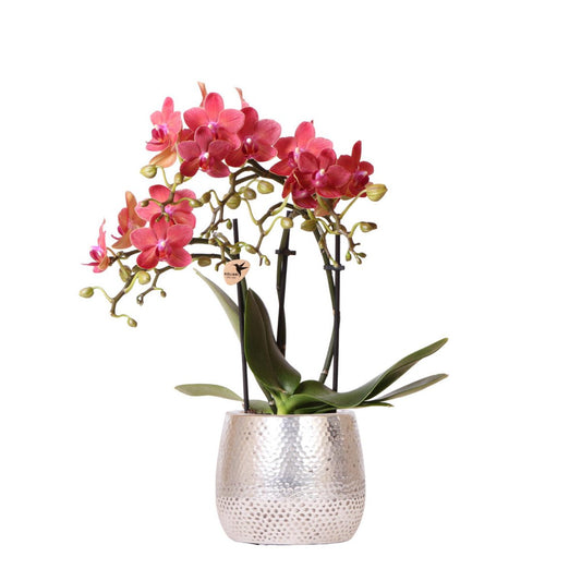 Kolibri-Orchideen | rote Phalaenopsis-Orchidee – Kongo + Elite Topf Silber – Topfgröße Ø9cm – 40cm hoch | blühende Zimmerpflanze im Topf – frisch vom Züchter