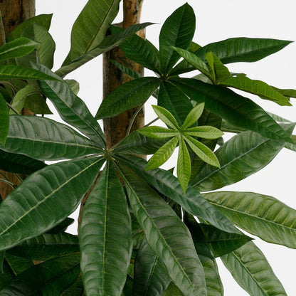 Künstliche Pflanze Pachira – H175 x Ø85 cm – Grün