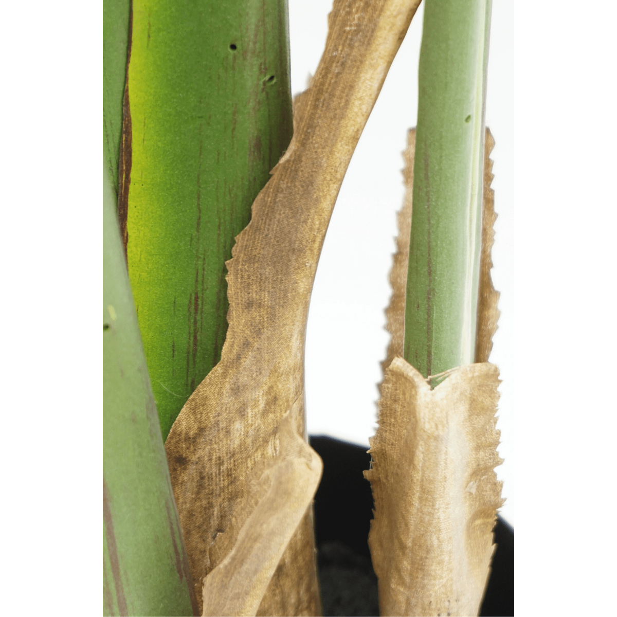 Strelitzia Kunstpflanze 180cm