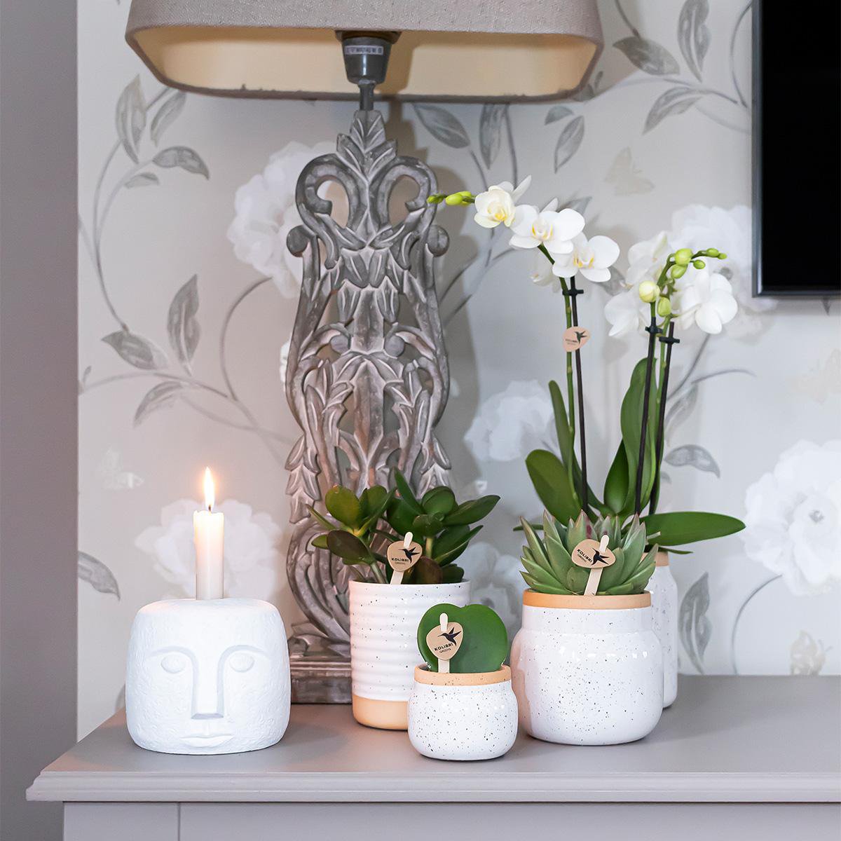 Kolibri Orchideen – Überraschungsbox-Mix – Pflanzen-Rabattbox – Überraschungsbox mit 4 verschiedenen Orchideen – frisch vom Züchter