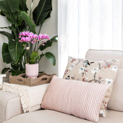 Kolibri-Orchideen | Pflanzenset Floral Blush rosa klein| Grüne Pflanzen mit Phalaenopsis-Orchidee in dekorativen Blumentöpfen in Blush-Rosa und weißem Tablett