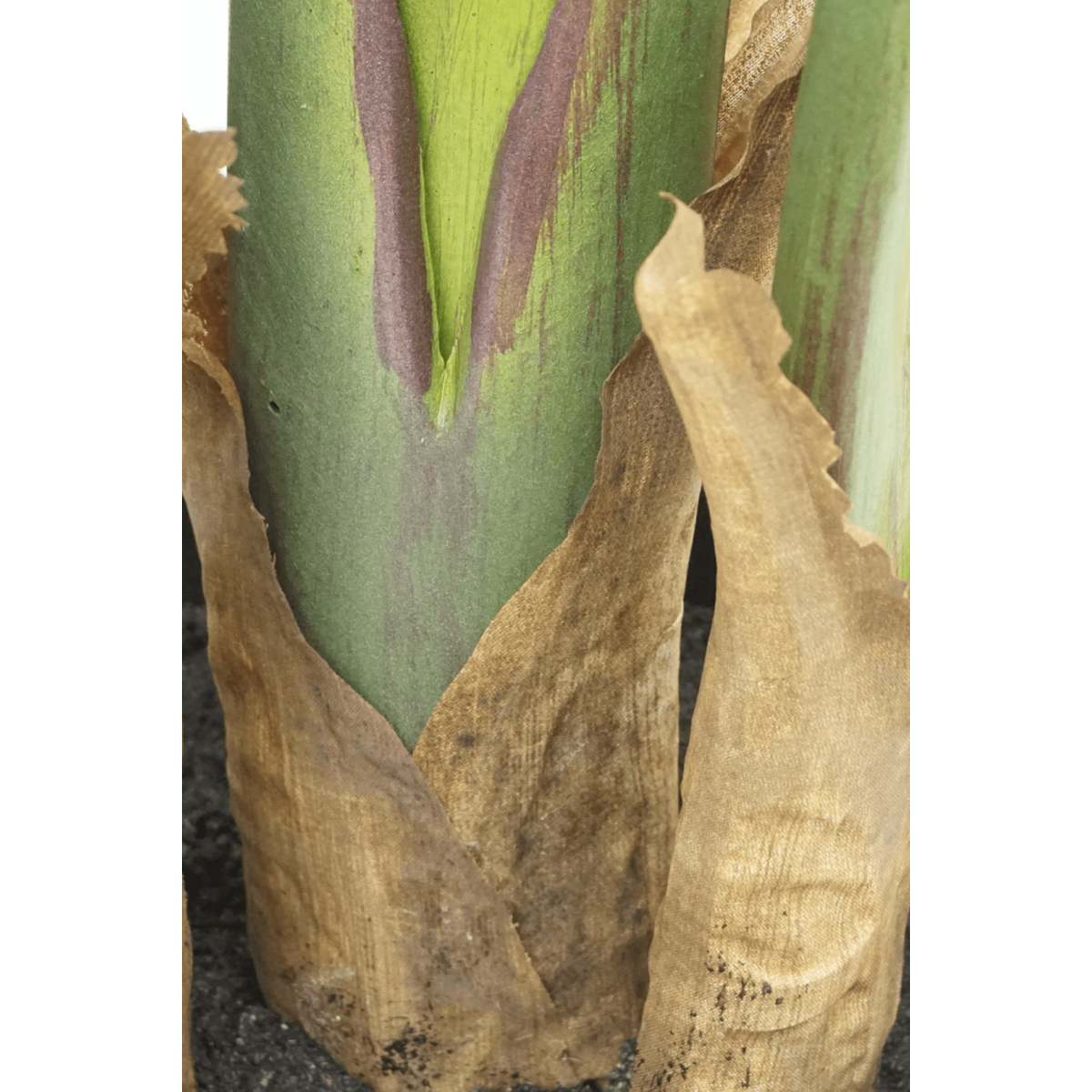 Strelitzia Kunstpflanze 160cm