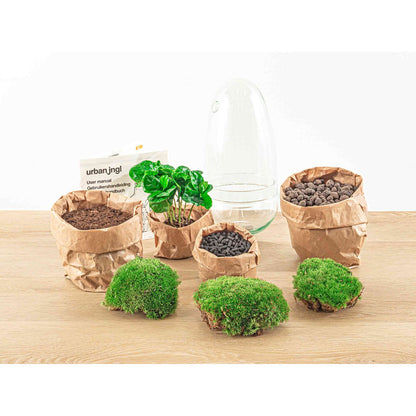 Terrarium-Bausatz – Eierbonsai – Flaschengarten – ↑ 25 cm